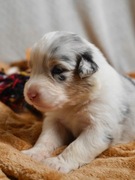 Owczarek australijski FCI szczeniaki blue merle black tri aussie