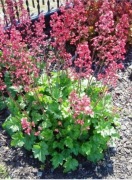 Żurawka Paris odnóżka