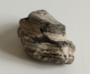 Skamieniałe drewno Araukaria z Kwaczoły 250 mln lat