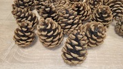 Szyszki sosna czarna komplet 20 sztuk