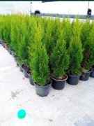 Tuja szmaragd wys 55-60cm donica 2L