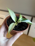 Rhaphidophora Tetrasperma / Monstera Minima Variegata