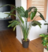 Strelicja Nicolai 170cm