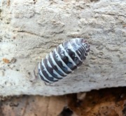 Armadillidium maculatum Zebra 10 sztuk prosionki kulanki isopody