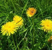 SYROP Z KWIATÓW MNISZKA (320 ml, ok. 38% cukru, pyłek kwiatowy) - 2025