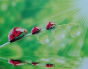 Haft diamentowy 30x40 biedronki obraz na ramie