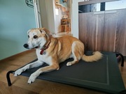 Legowisko dla psa duże 110x80