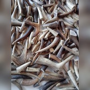 Poroże jelenia groty naszyjniki ozdoby amulety 