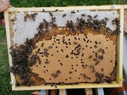 Odkłady pszczele na ramce wielkopolskiej, Krainka