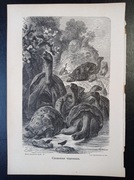 Piękna oryginalna litografia XIX - XX w. - Żółwie