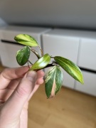 Philodendron Strawberry Shake