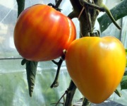 Pomidor Orange Rusjan- nasiona 10 sztuk.