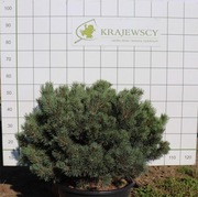 Sosna pospolita Argentea Compacta h =60-80 cm