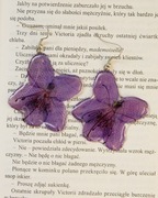 Kolczyki Azalia suszone kwiaty 