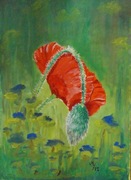 Czerwony mak polny w trawie