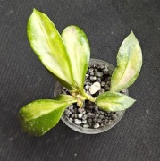 Hoya walliniana variegata - sadzonka ukorzeniona