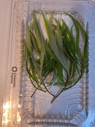 Hygrophila siamensis 5 pędów