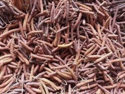 Olsza czarna kwiat 100g z Bieszczad 