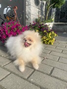 Pomeranian szpic