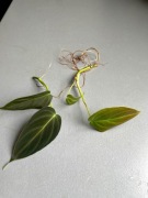 Philodendron splendid sadzonka szczytowa kolekcjonerska 