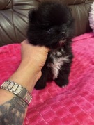 Szpic pomeranian boy