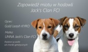Jack Russell Terrier gładkowłosy ZKwP (FCI)