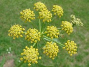 Lubczyk ogrodowy–roślina miododajna sadzonka 1szt