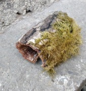 Kora brzozy naturalna 15 cm