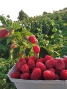 Sprzedam sadzonki malin letnich i jesiennych