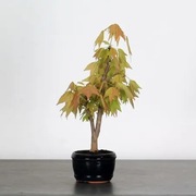 Klon Burgera Acer buergerianum idealny na bonsai lub soliter