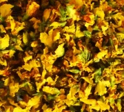 kwiat forsycji suszony waga 10 gramów