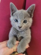 Kot rosyjski niebieski, kocięta rosyjskie niebieskie 