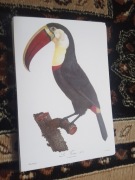 Tukany - Ptaki   reprint XIX w. grafiki do aranżacji wnętrza