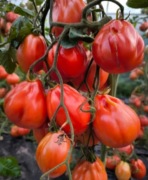 Sadzonka pomidora włoskiego bardzo starego.