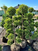 BONSAI bonsaj 140/150 cm DUŻY BONSAJI dostawa 