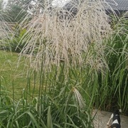 Miskant chinski doniczka litrowa