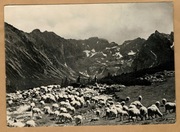 Tatry Wysokie hala gąsienicowa owce