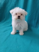 Maltańczyk miniaturki