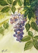 Słoneczne winogrona Original Akwarela A4
