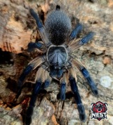Monocentropus balfouri L4/L5 ptasznik