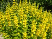 Trojeść kropkowana bylina wieloletnia sadzonka 