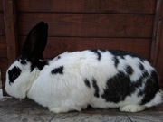 Sprzedam królika