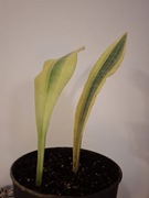 Sansevieria aubrytiana 'Yellowstone