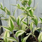 Kokoryczka 'Kayabanishiki' Polygonatum 