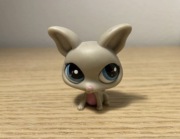 Chihuahua #2031 figurka lps littlest pet shop 
