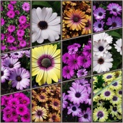 Stokrotka Afrykańska - mix kolor 