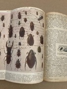 Wiadomości z zoologii książka wyd. Lwów 1921r