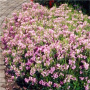 Kalmia wielkokwiatowa 'Newfoundland'