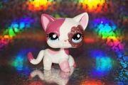 Littlest Pet Shop #2291 shorthair LPS oryginalny pop oryginał Hasbro brokat
