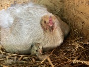 Jaja lęgowe Brahma Olbrzymia klasa wystawowa